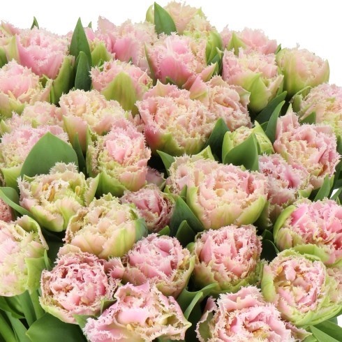TULIPS PERTH