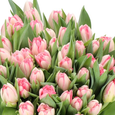 TULIPS PINK DELIGHT