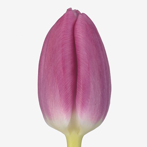 TULIPS PINK DOLPHIN