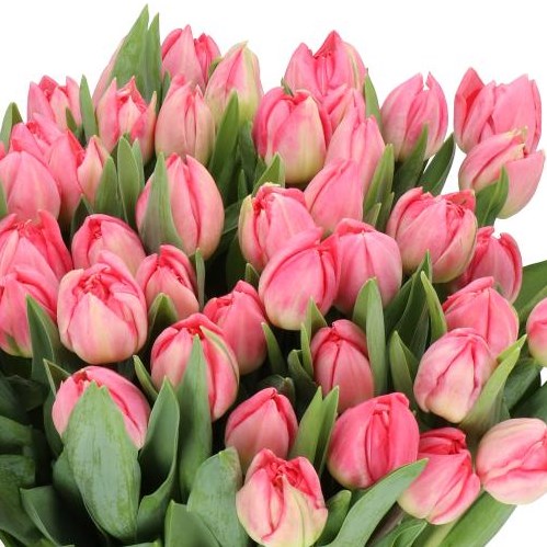 TULIPS PINK FANFARE