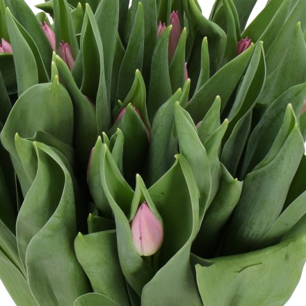 TULIPS PINK FLAG