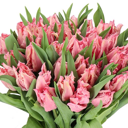 TULIPS PINK MAGIC (PARROT)