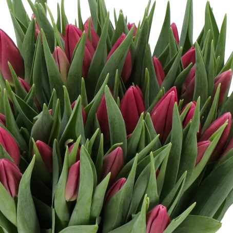 TULIPS PINK MAJESTY