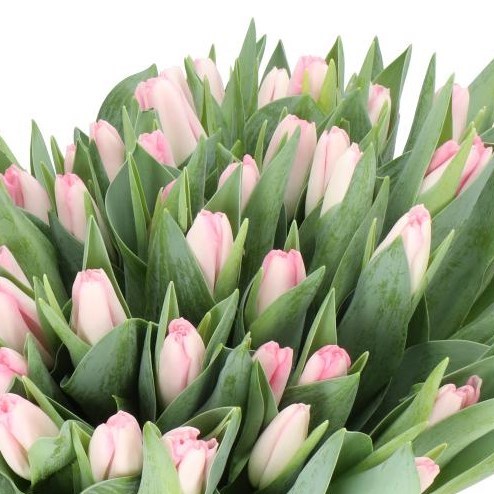 TULIPS PINK MARBLE