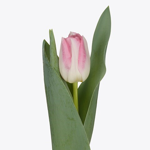TULIPS PINK MARBLE