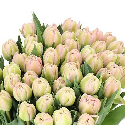 TULIPS PINK MIST