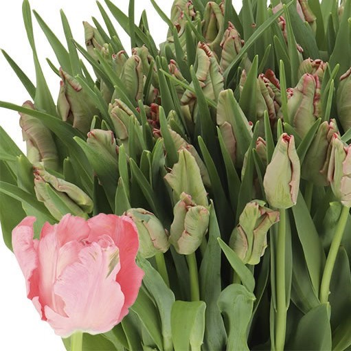 TULIPS PINK PANTHER (PARROT)