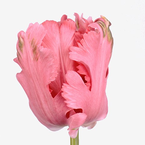 TULIPS PINK PANTHER (PARROT)
