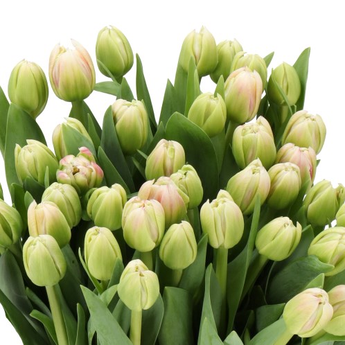 TULIPS PINK SMOOTHIE