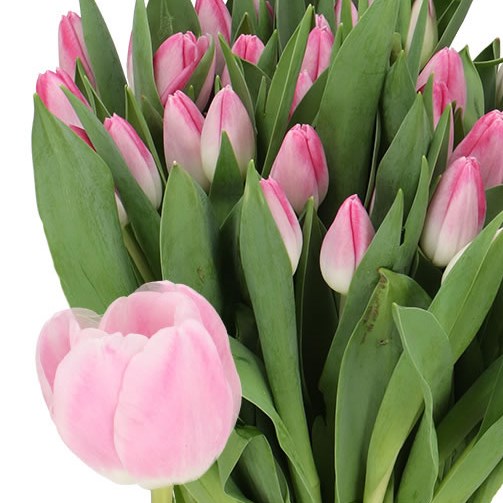 TULIPS PINK STONE