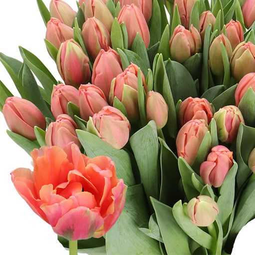 TULIPS PINK SYMBIOSE