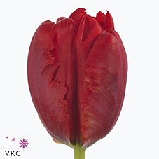 TULIPS PIONIER (PARROT)