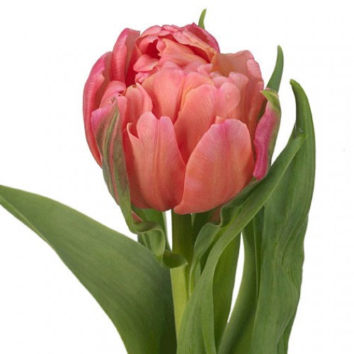 TULIPS PISSARRO