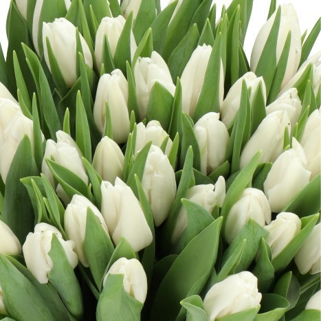 TULIPS POLAR BEAR