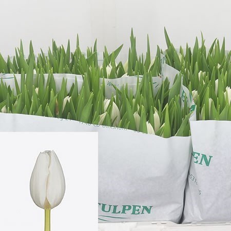 TULIPS POLAR BEAR