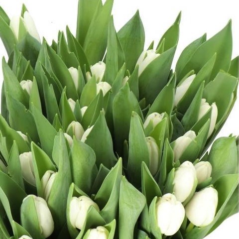 TULIPS POLESTAR