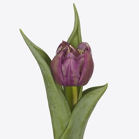 TULIPS PONTIAC