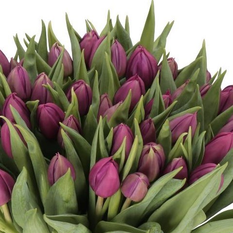 TULIPS PONTIAC