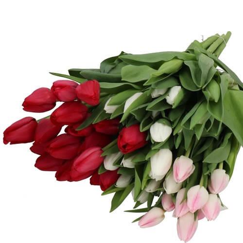 TULIPS - PREMIUM XMAS MIX