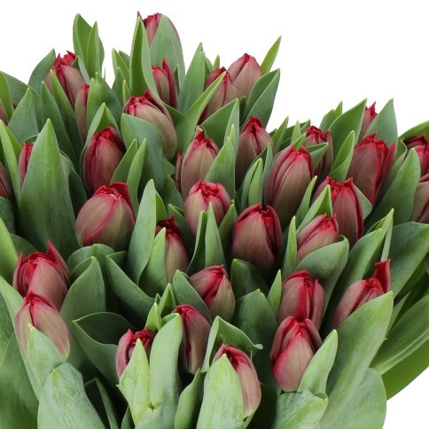 TULIPS PRESTO