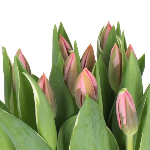 TULIPS PRETTY PRINCESS