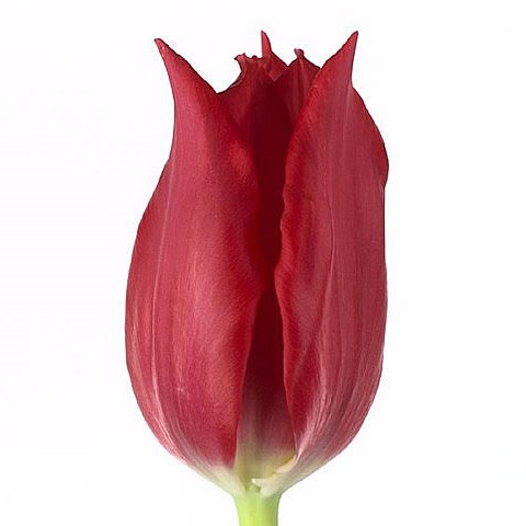 TULIPS PRETTY WOMAN