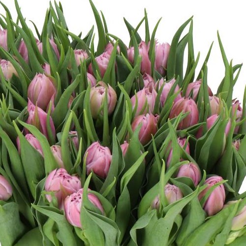 TULIPS PRICEWISE