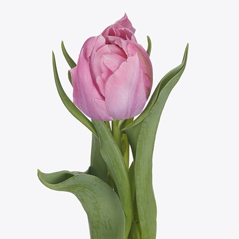 TULIPS PRICEWISE