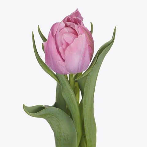 TULIPS PRICEWISE