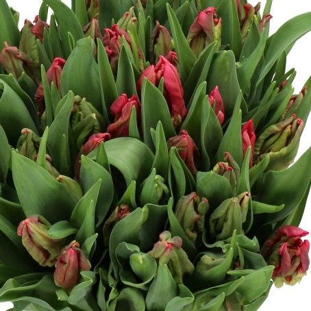 TULIPS PRINCESS VICTORIA (PARROT)
