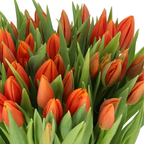 TULIPS PRINSES CATHARINA-AMALIA