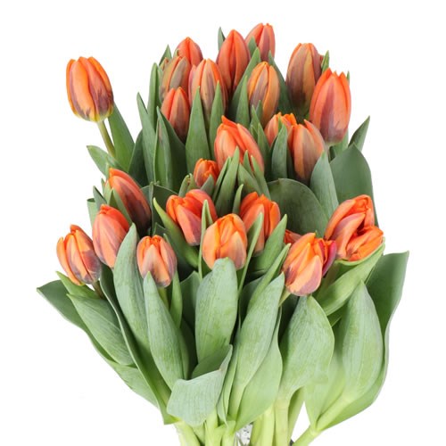TULIPS PRINSES IRENE