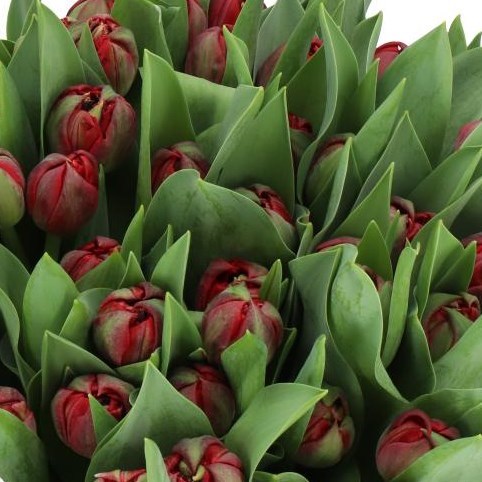 TULIPS PROMINENCE DOUBLE