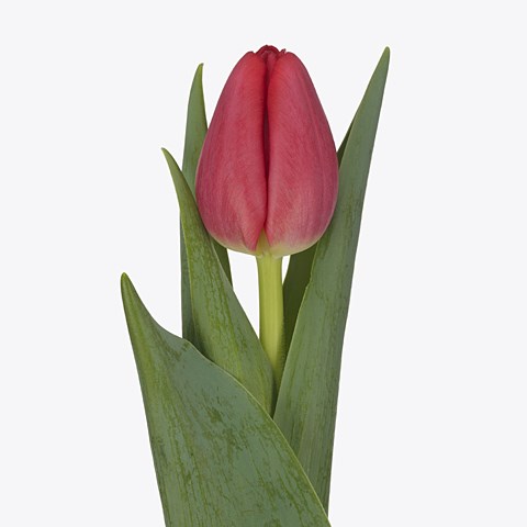 TULIPS PROTON