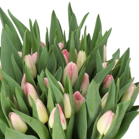 TULIPS PULITZER