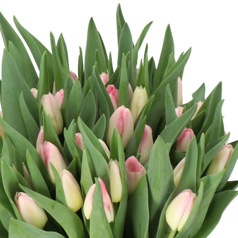 TULIPS PULITZER