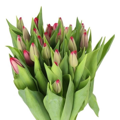 TULIPS PUMA