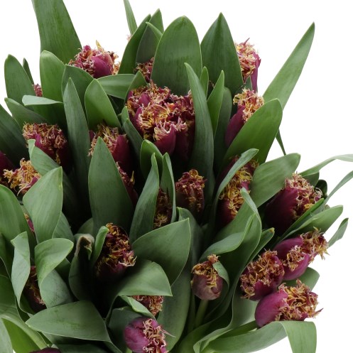 TULIPS PURPLE ECLIPSE