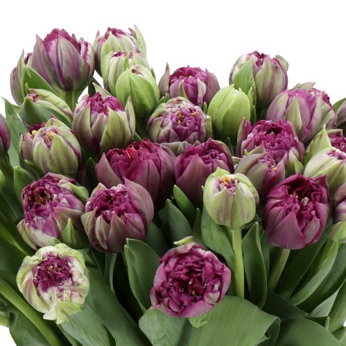 TULIPS PURPLE KING