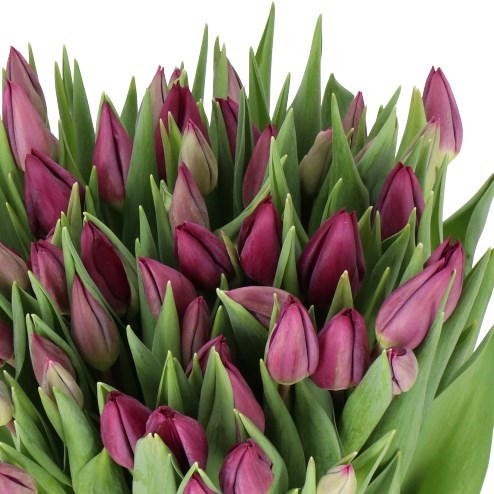 TULIPS PURPLE LADY