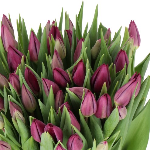 TULIPS PURPLE LADY