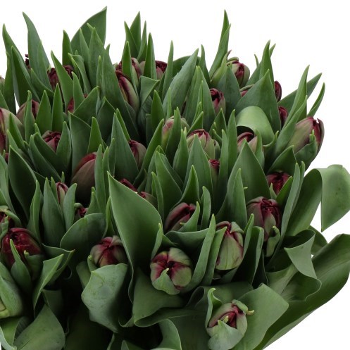 TULIPS PURPLE MAGIC