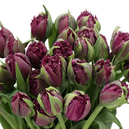 TULIPS PURPLE PEARL