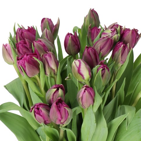 TULIPS PURPLE PEONY