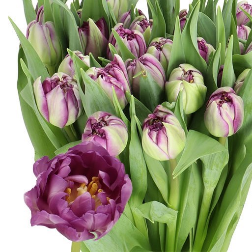 TULIPS PYTHON