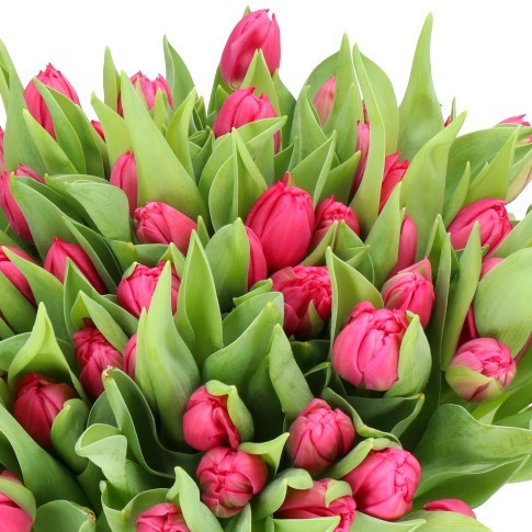 TULIPS QUEEN OF MARVEL