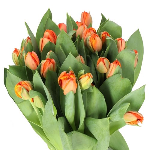 TULIPS QUEENSDAY