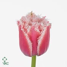TULIPS QUEENSLAND