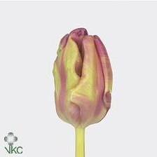 TULIPS RAI (PARROT)