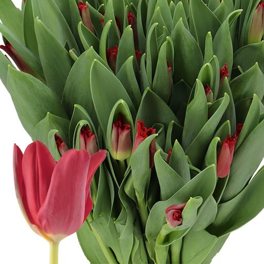 TULIPS RED DRESS